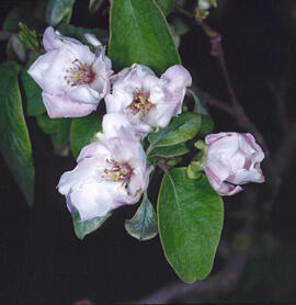 Codonyer ("Cydonia oblonga")