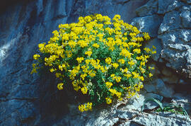 Coronilla ("Coronilla glauca")