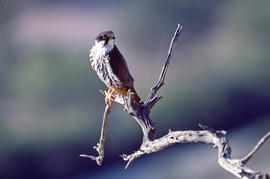 Falcó ("Falco peregrinus")