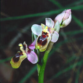Mosca vermella ("Ophrys tenthredinifera")