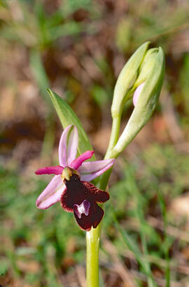Orquídia ("Ophrys balearica")