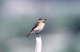 Vitrac ("Saxicola rubicola")