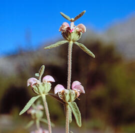 Farigola ("Teucrium capitatum")