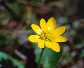 Botó d'or ("Ranunculus weyleri")