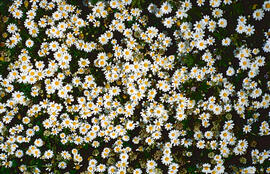 Margalida ("Bellis perennis")