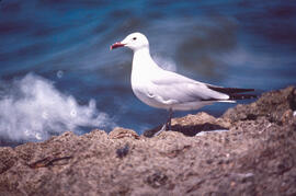 Gavina ("Larus michahellis")