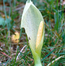 Sariassa ("Arum italicum")