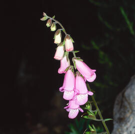 Dedalera ("Digitalis purpurea")