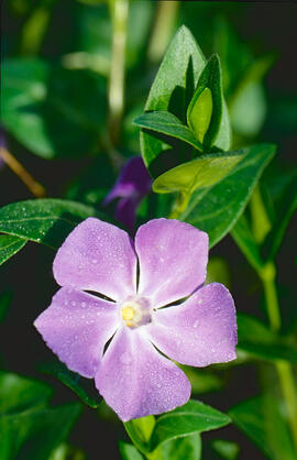 "Vinca major"