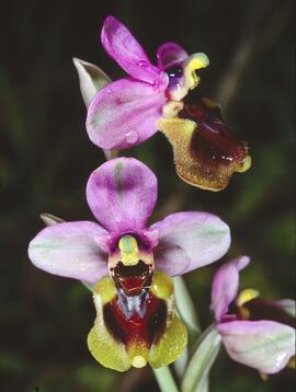 Abellera vermella ("Ophrys tenthredinifera")