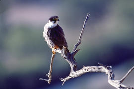 Falcó ("Falco peregrinus")