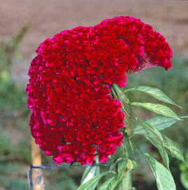Vellutet ("Celosia argentea L.")