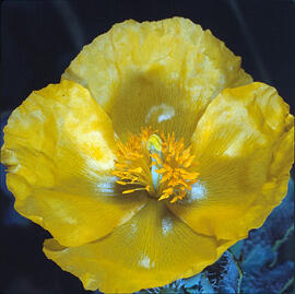 Carxofera de prat ("Glaucium flavum")