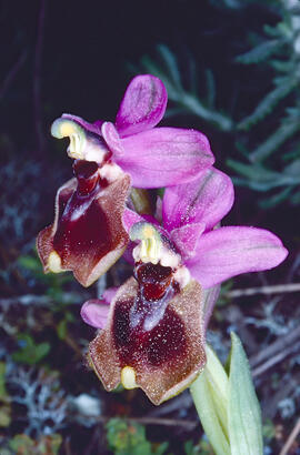 Mosca vermella ("Ophrys tenthredinifera")