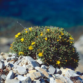 Gatell ("Launaea cervicornis")
