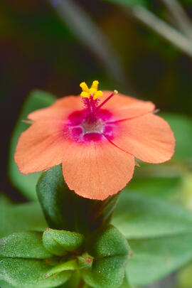 Anagall ("Lysimachia arvensis")