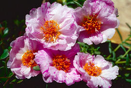 Perdiguera ("Helianthemum apenninum")