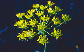 Fonoll pudent ("Anethum graveolens")