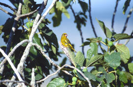 Verderol ("Chloris chloris")