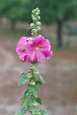 Malva reial ("Alcea rosea")