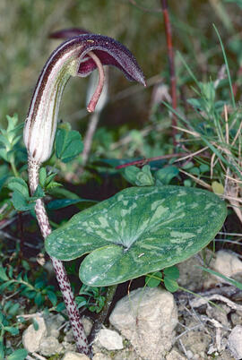 Llengua de frare ("Arisarum vulgare")