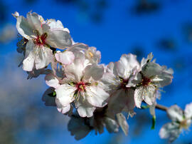 Ametller ("Prunus dulcis")