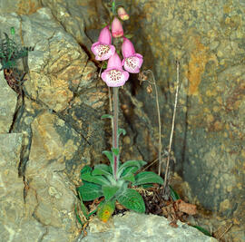 Dedalera ("Digitalis purpurea")