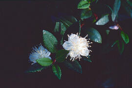 Flor de murta ("Myrtus communis")