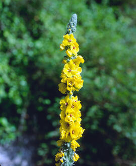 Fulla borruda ("Verbascum thapsus L.")