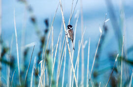 Hortolà de canyet ("Emberiza schoenuclus")