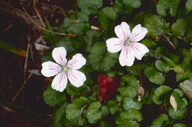 Agulletes ("Erodium malacoides")