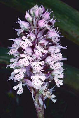 Orquídia ("Neotinea tridentata")