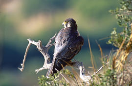 Falcó ("Falco peregrinus")