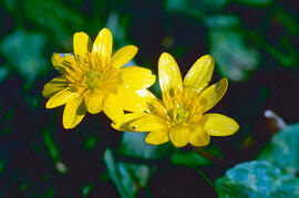 Celidònia ("Ficaria verna")