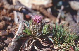 Enreixada ("Atractylis cancellata")