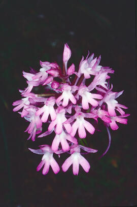 Orquídia ("Neotinea tridentata")