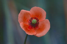 Rosella ("Papaver dubium")