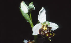 Orquídia abella ("Ophrys apifera")