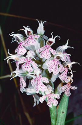 Orquídia ("Neotinea tridentata")