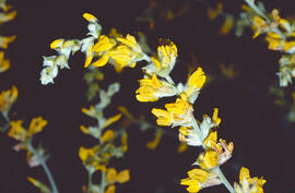 Botja de cuques ("Anthyllis cytisoides")