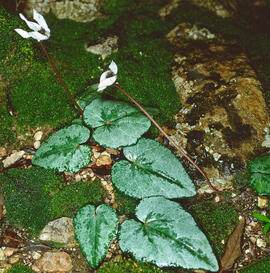 Engreixaporcs ("Cyclamen balearicum")