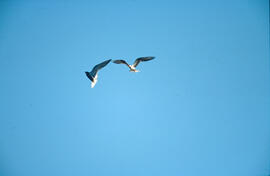 Vol de gavines ("Larus michahellis")