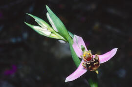 Orquídia abella ("Ophrys apifera")