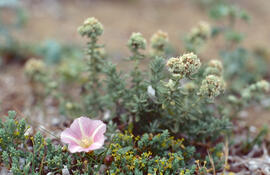Campaneta ("Convolvulus arvensis")