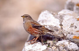 Xalambrí de muntanya ("Prunella collaris")