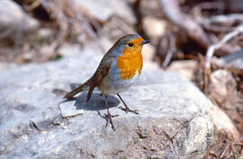 Ropit ("Erithacus rubecula")