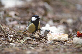 Ferrerito ("Parus major")
