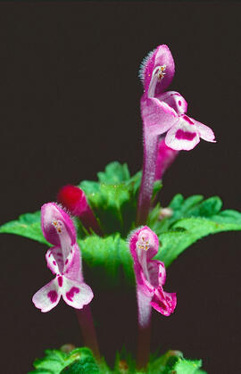 Floruví ("Lamium amplexicaule L.")