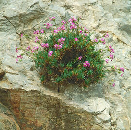 Clavell ("Dianthus rupicola")