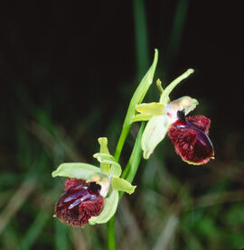 Mosca vermella ("Ophrys tenthredinifera")